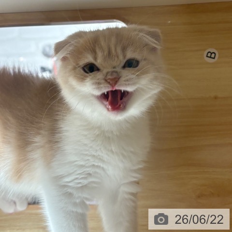 スコティッシュフォールドの写真