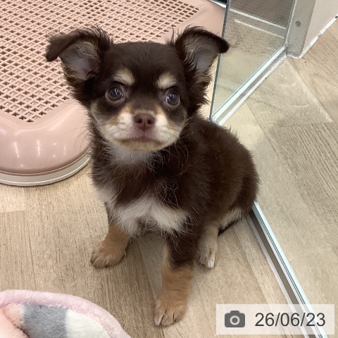 チワワの写真