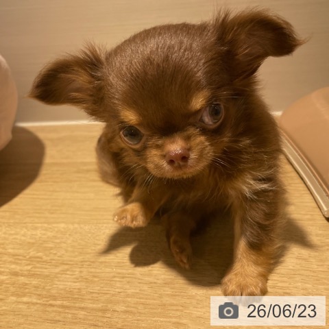 チワワの写真