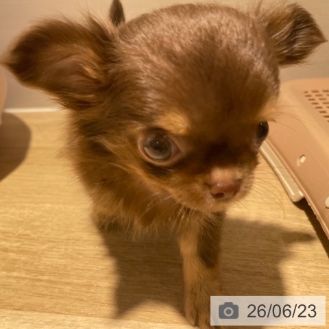 チワワの写真