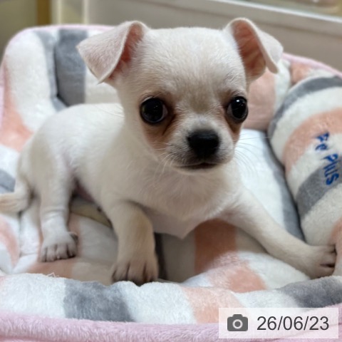 チワワの写真