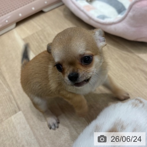 チワワの写真