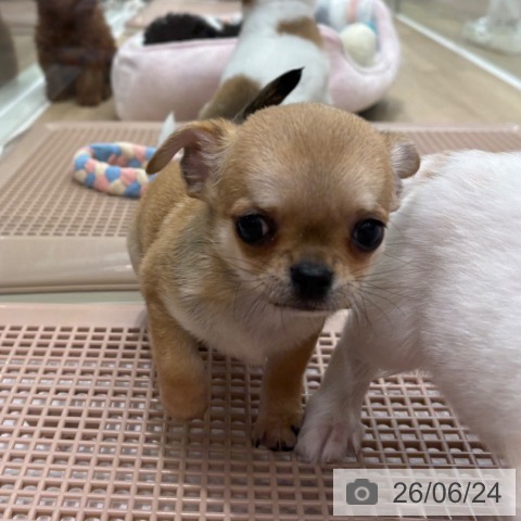 チワワの写真