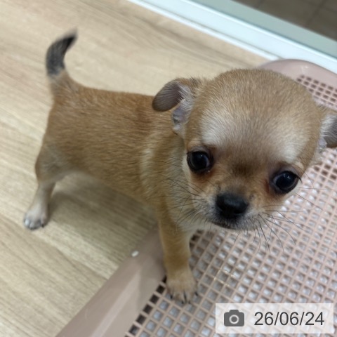 チワワの写真