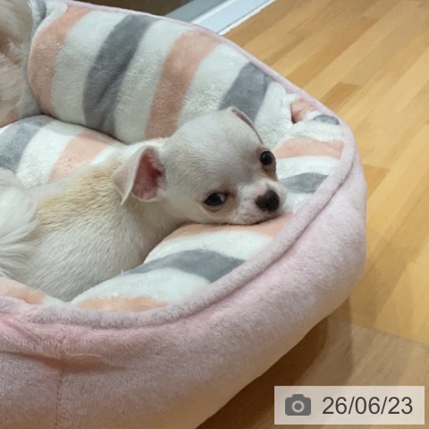 チワワの写真