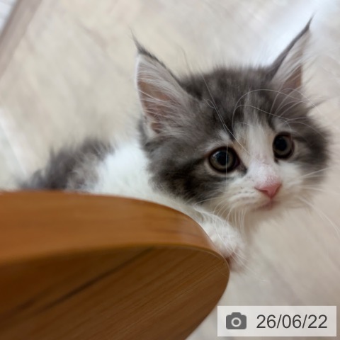 ノルウェージャンフォレストキャットの写真