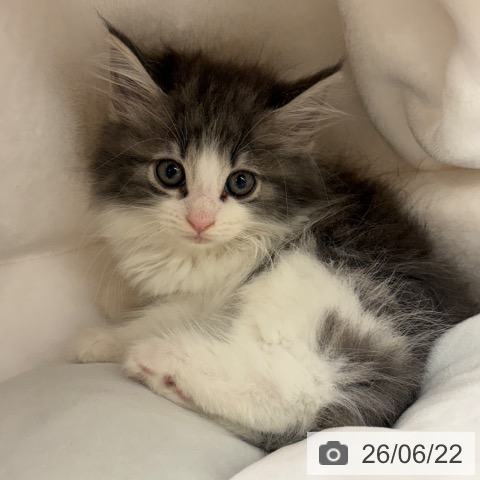 ノルウェージャンフォレストキャットの写真