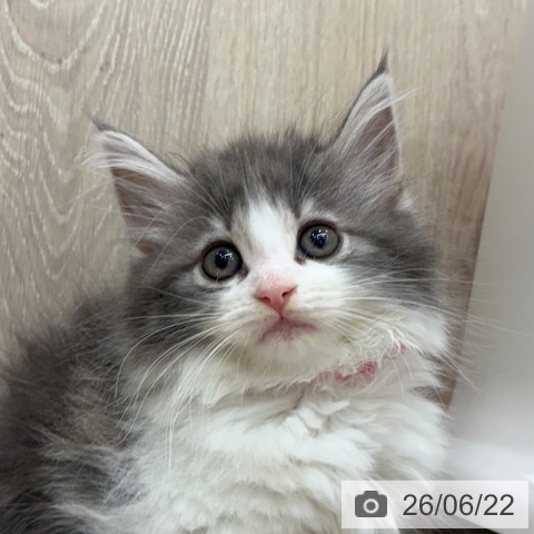 ノルウェージャンフォレストキャットの写真