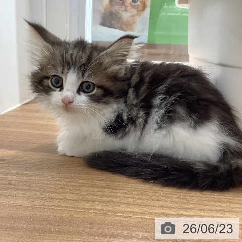ノルウェージャンフォレストキャットの写真
