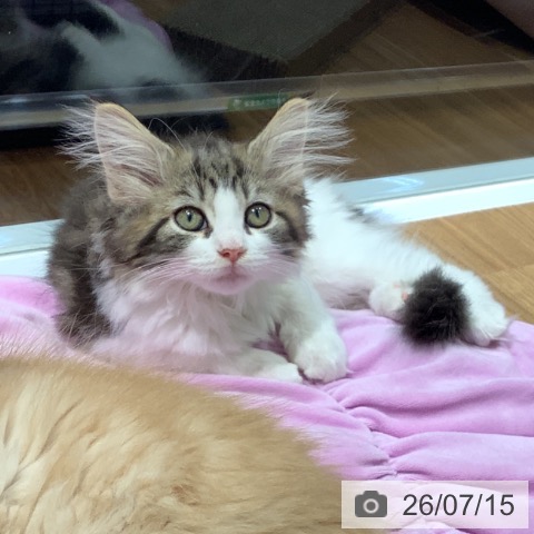 大阪府のノルウェージャンフォレストキャット (ペットプラス りんくう泉南店/2026年4月17日生まれ/女の子/ブラウンタビーホワイト)の子猫の4枚目の画像