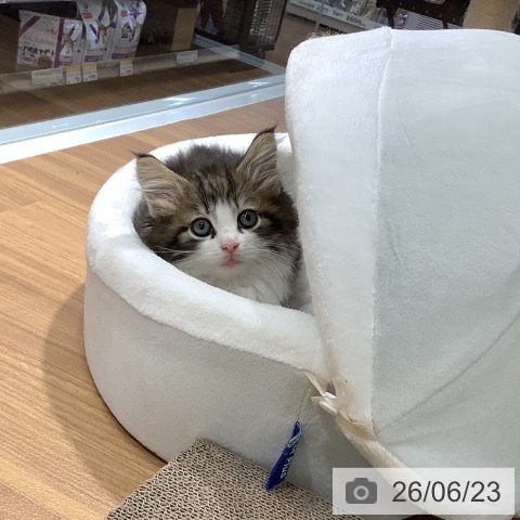 ノルウェージャンフォレストキャットの写真
