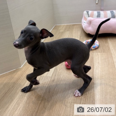 京都府のイタリアングレーハウンド (ペットプラス 久御山店/2026年4月16日生まれ/男の子/ブルーホワイト)の子犬の3枚目の画像