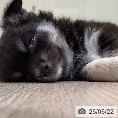 チワワの写真
