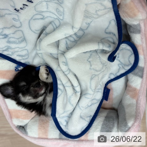 チワワの写真