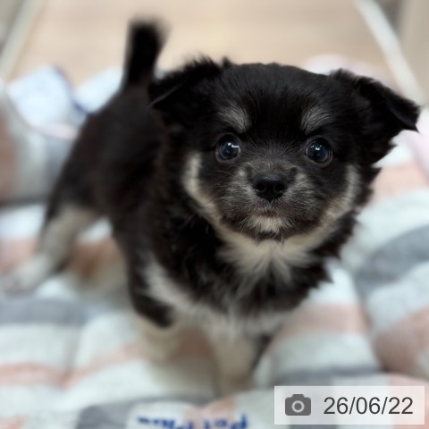 チワワの写真