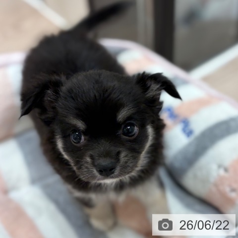 チワワの写真
