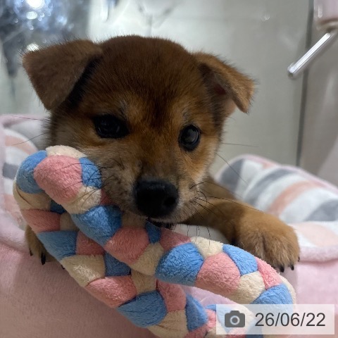 柴の写真