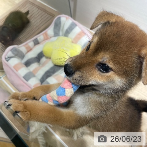 柴の写真