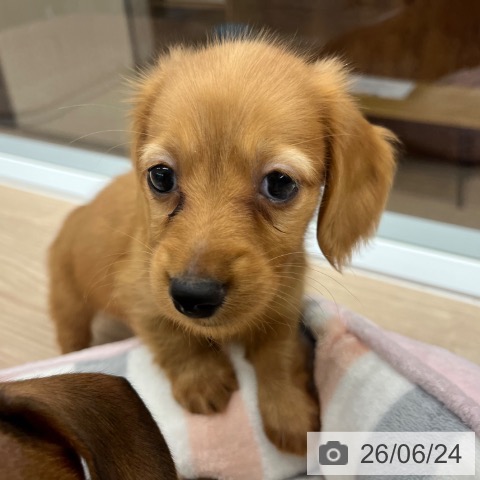 京都府のカニンヘンダックスフンド(ロング) (ペットプラス 京都桂川店/2026年4月20日生まれ/男の子/レッド)の子犬の4枚目の画像