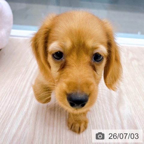 京都府のカニンヘンダックスフンド(ロング) (ペットプラス 京都桂川店/2026年4月20日生まれ/男の子/レッド)の子犬の3枚目の画像