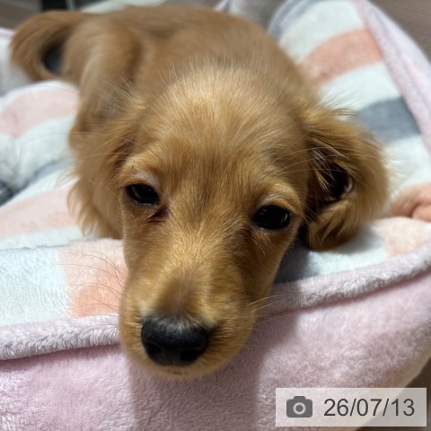 大阪府のカニンヘンダックスフンド(ロング) (ペットプラス イオン大日店/2026年4月20日生まれ/男の子/レッド)の子犬の4枚目の画像