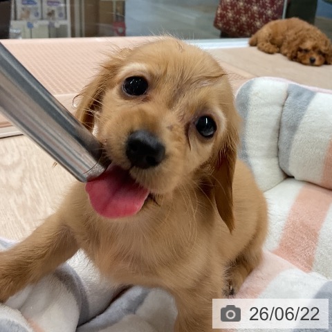 カニーンヘン・ダックスフンドの写真
