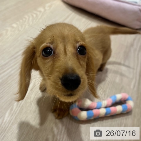 カニーンヘン・ダックスフンドの写真
