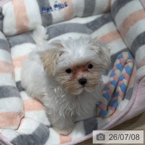 マルチーズの写真