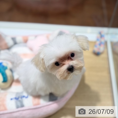 マルチーズの写真