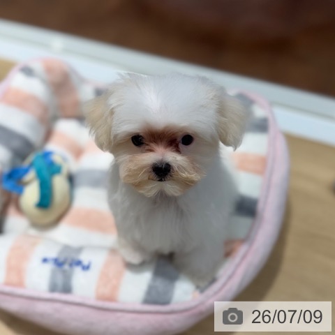 マルチーズの写真