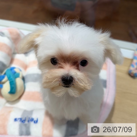 マルチーズの写真