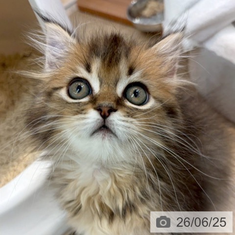 大阪府のサイベリアン (ペットプラス イオン大日店/2026年4月22日生まれ/男の子/ブラウンタビー)の子猫の4枚目の画像
