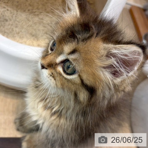 大阪府のサイベリアン (ペットプラス イオン大日店/2026年4月22日生まれ/男の子/ブラウンタビー)の子猫の3枚目の画像