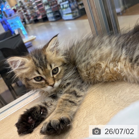 大阪府のサイベリアン (ペットプラス イオン大日店/2026年4月22日生まれ/男の子/ブラウンタビー)の子猫の4枚目の画像
