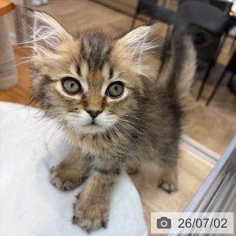 大阪府のサイベリアン (ペットプラス イオン大日店/2026年4月22日生まれ/男の子/ブラウンタビー)の子猫の3枚目の画像