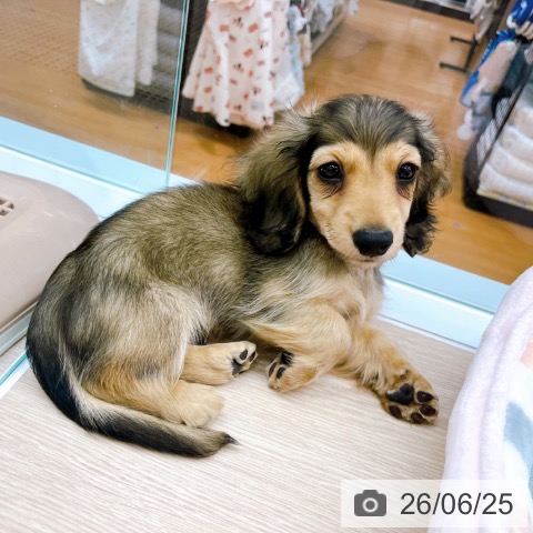 京都府のミニチュアダックスフンド(ロング) (ペットプラス 京都桂川店/2026年4月24日生まれ/男の子/シェーデットイエロー)の子犬の3枚目の画像