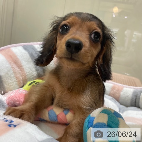 ミニチュア・ダックスフンドの写真