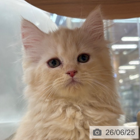 大阪府のラガマフィン (ペットプラス イオン大日店/2026年4月23日生まれ/女の子/クリームタビー)の子猫の4枚目の画像