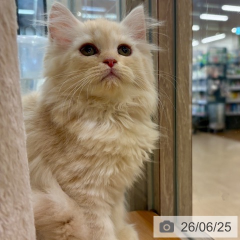 大阪府のラガマフィン (ペットプラス イオン大日店/2026年4月23日生まれ/女の子/クリームタビー)の子猫の3枚目の画像