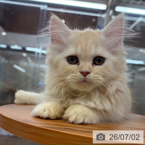 大阪府のラガマフィン (ペットプラス イオン大日店/2026年4月23日生まれ/女の子/クリームタビー)の子猫の3枚目の画像