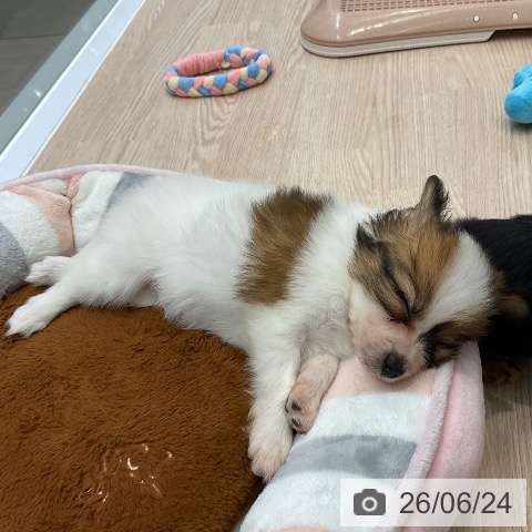 大阪府のパピヨン (ペットプラス ららぽーと和泉店/2026年4月24日生まれ/男の子/ホワイトブラウン)の子犬の3枚目の画像