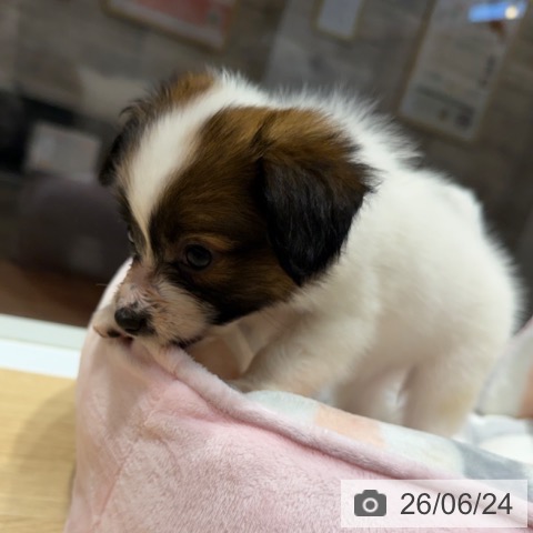 パピヨンの写真