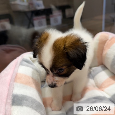 パピヨンの写真