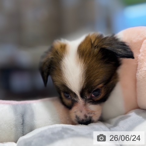 パピヨンの写真