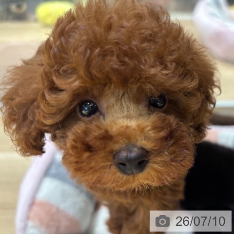 大阪府のトイプードル(トイ) (ペットプラス イオン大日店/2026年4月26日生まれ/男の子/レッド)の子犬の4枚目の画像
