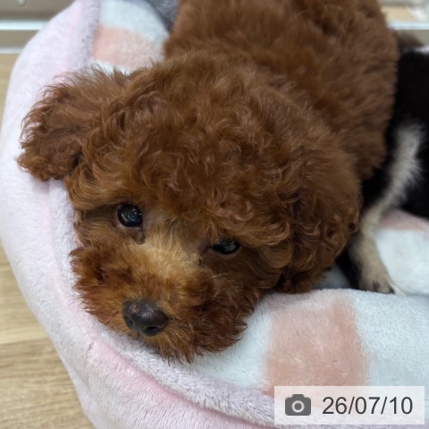 大阪府のトイプードル(トイ) (ペットプラス イオン大日店/2026年4月26日生まれ/男の子/レッド)の子犬の3枚目の画像