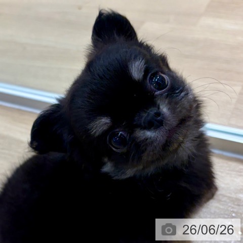 チワワの写真