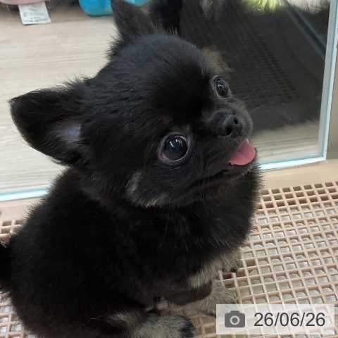 チワワの写真