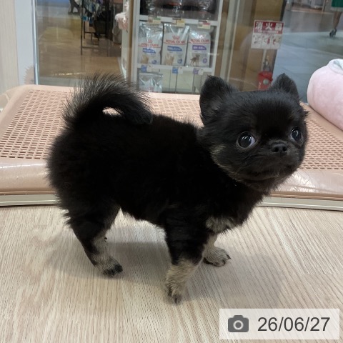 チワワの写真