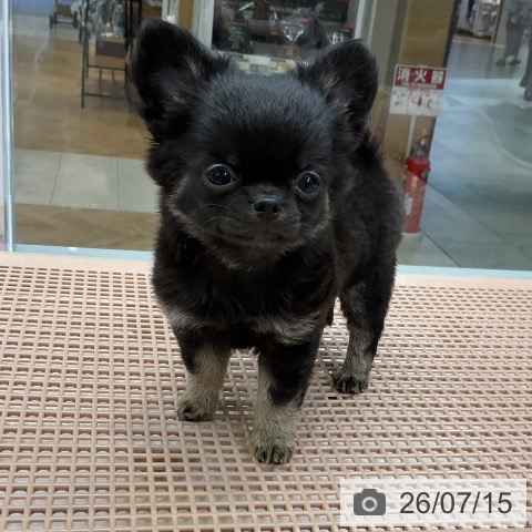 大阪府のチワワ(ロング) (ペットプラス ららぽーと和泉店/2026年4月27日生まれ/女の子/ブラックタン)の子犬の4枚目の画像